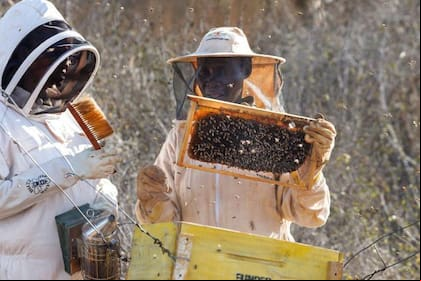 Las abejas pueden disuadir a los elefantes que atacan los cultivos de las poblaciones rurales.