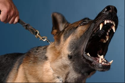 Los perros ladran cuando algún agente exterior los intranquiliza (Foto ilustrativa)
